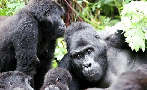 Mountain Gorillas (Gorilla beringei beringei) and infant in the Bwindi Impenetrable, Forest National Park, Uganda