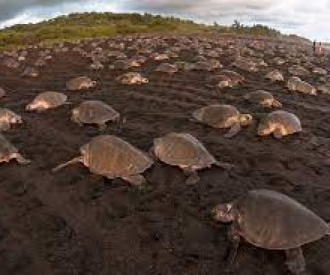 Participar en arribadas de tortugas en Costa Rica
