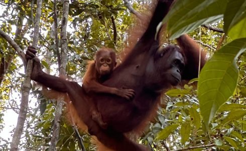 Viaje en grupo a Indonesia