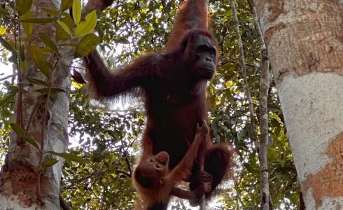 Viaje en grupo a Borneo