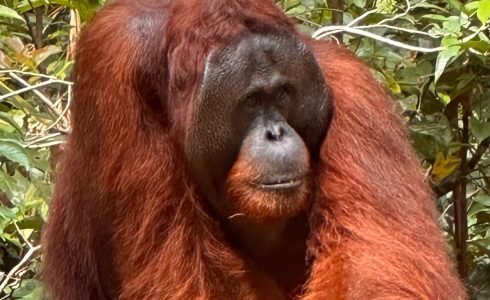 Ver orangutanes en Borneo