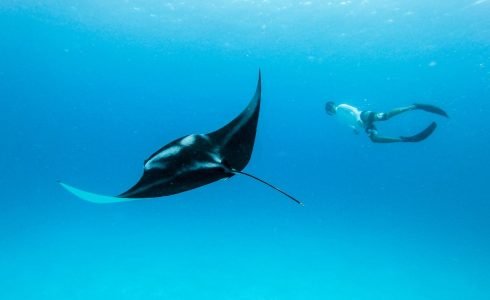 Snorkeling-with-Manta-Rays