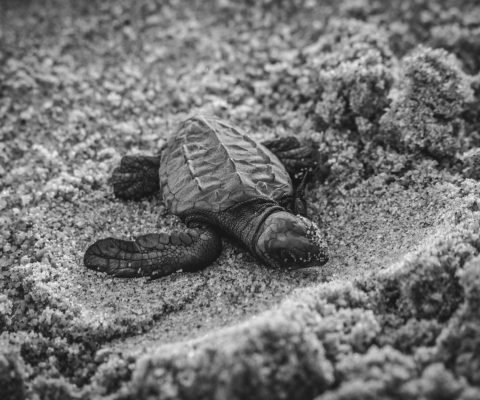 Ver tortugas en Costa Rica