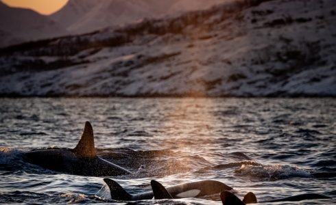viajes en grupo ver orcas