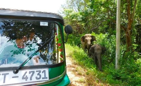 elefantes-en-sri-lanka