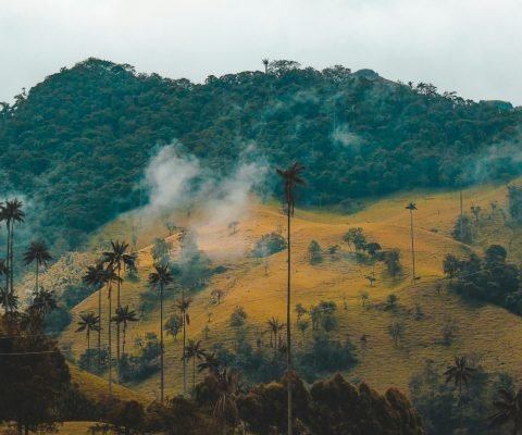 fernanda-fierro-XV4XUU7gWlk-unsplash