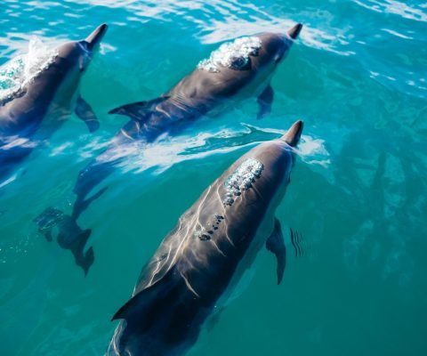 Delfines en el mar
