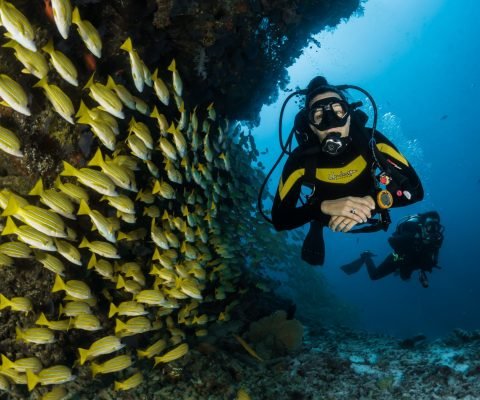 Buceo peces coral
