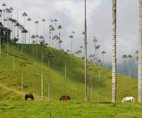 shawn-appel-OJKt2iTObnI-unsplash