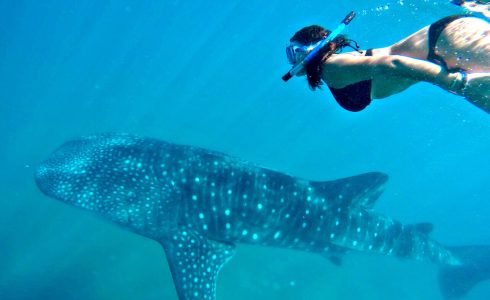 tour-nado-con-el-tiburon-ballena